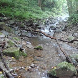 渓流ベイトフィネス第２回戦